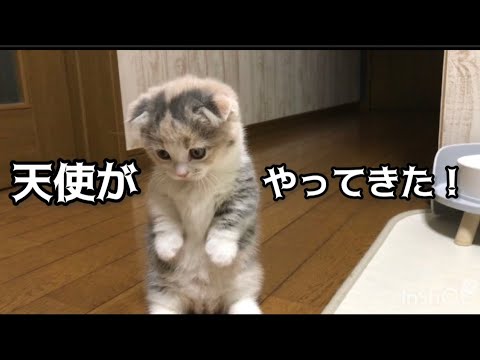 お迎え初日の子猫がかわいすぎました【生後58日短足マンチカン】