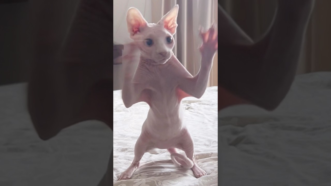 面白いww毛のない子猫の動き【スフィンクス猫】