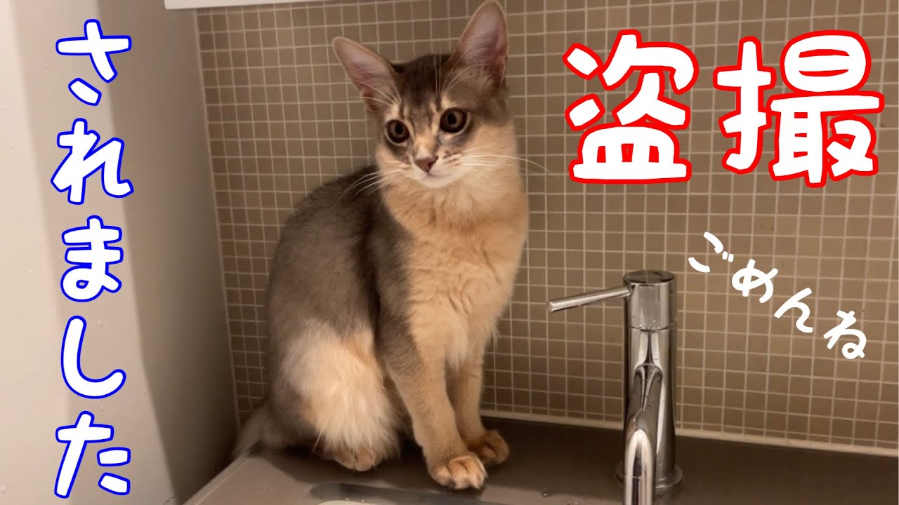【盗撮しました】飼い主の居ない間の猫の姿がコチラ❗️【ソマリ】