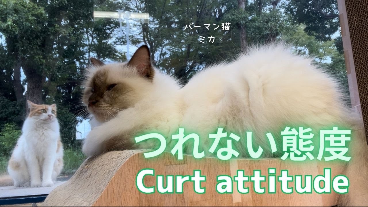 バーマン猫ミカ【つれない態度】Curt attitude（バーマン猫）Birman/Cat