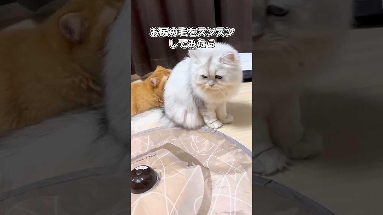 どんなに妹に拒否られてもめげない兄猫w #shorts