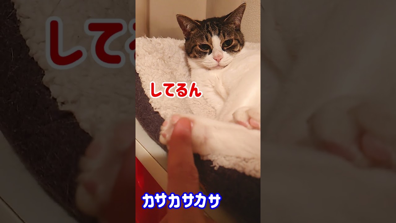 猫の肉球を満喫してたら後ろが騒がしかった #Shorts​