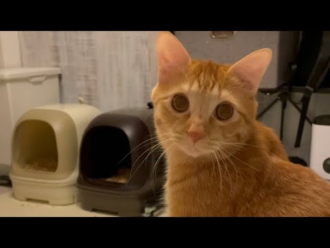 名前を呼んだら絶対こっち向いてくれる猫