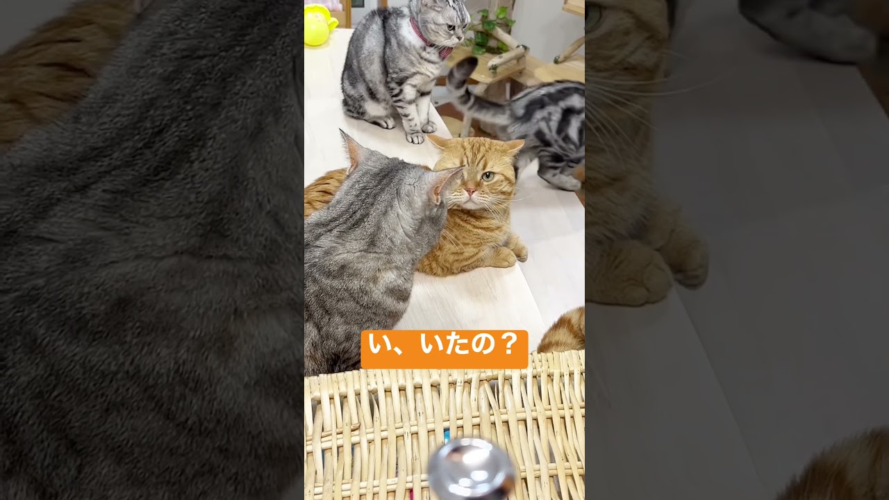 刑事チャロンボ #shorts #猫 #マンチカン