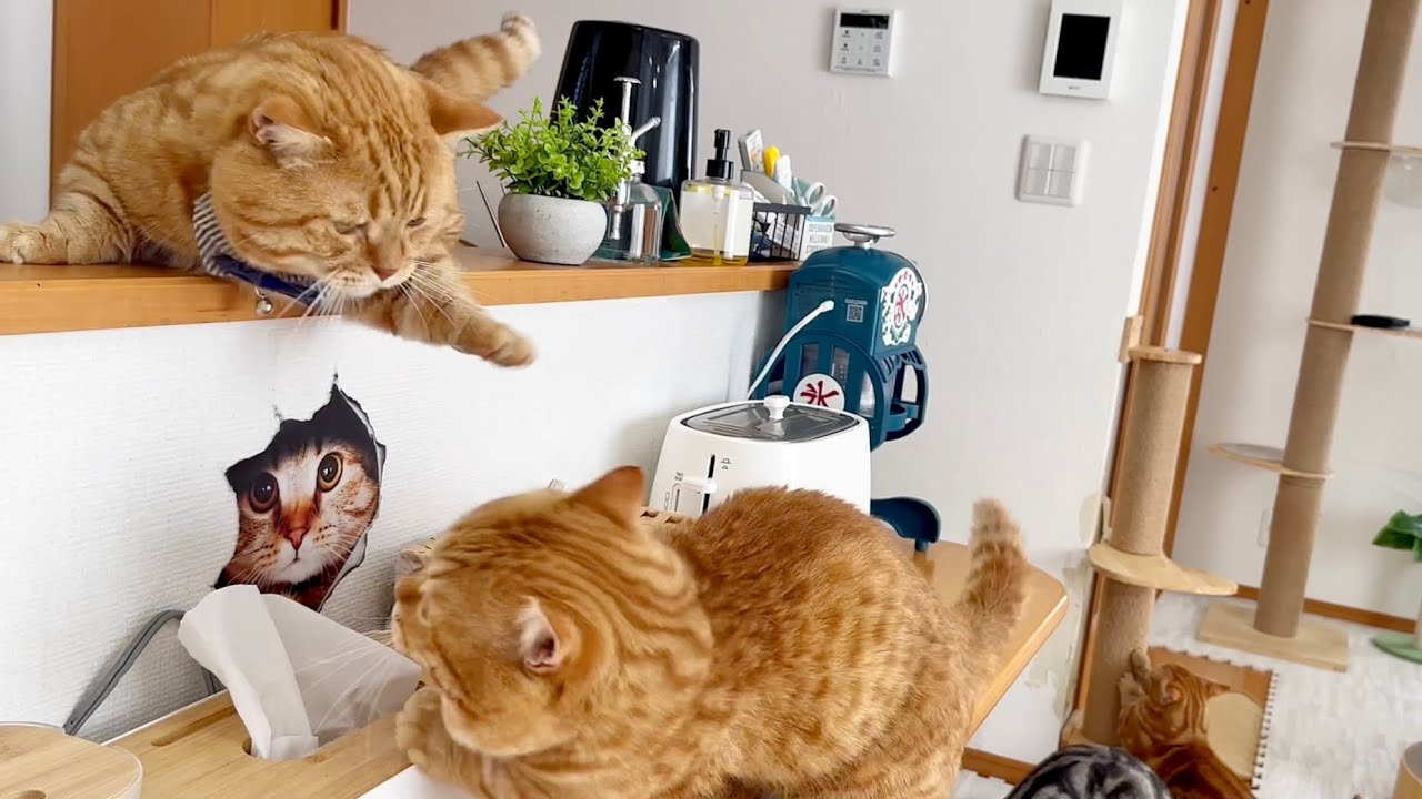 かわいい茶々パパのパンチ #猫 #マンチカン