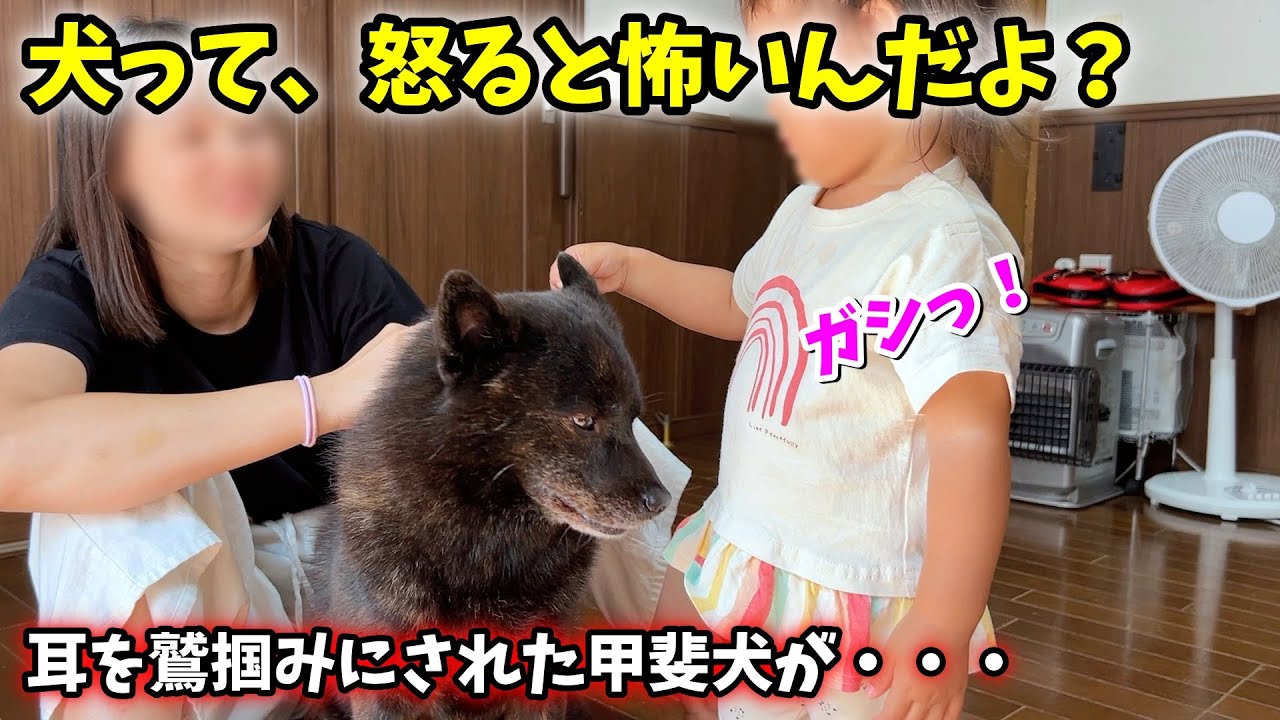 いつか痛い目に遭いそうで、ちょっと心配です【甲斐犬一休と猫のしずく】