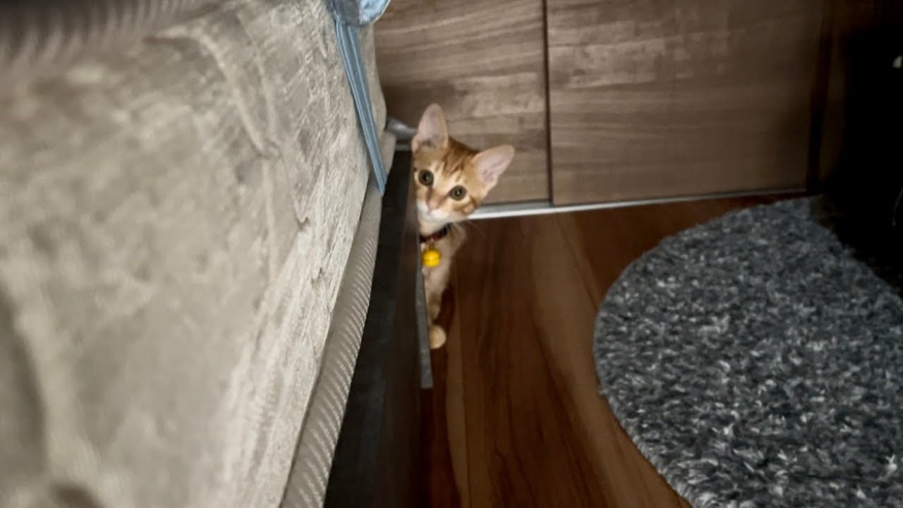 【保護猫】子猫がある事をたくらんだ結果…