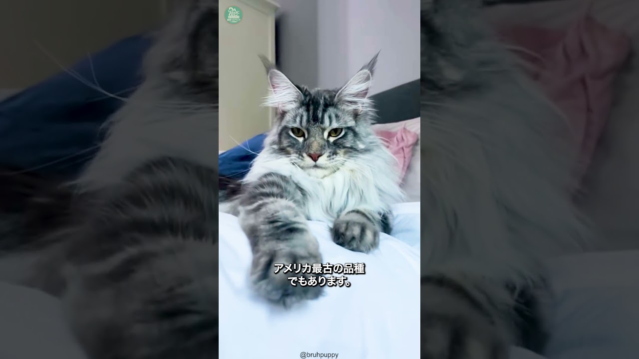 メインクーン🐱次の動画のリクエストをコメントで教えて！ #shorts