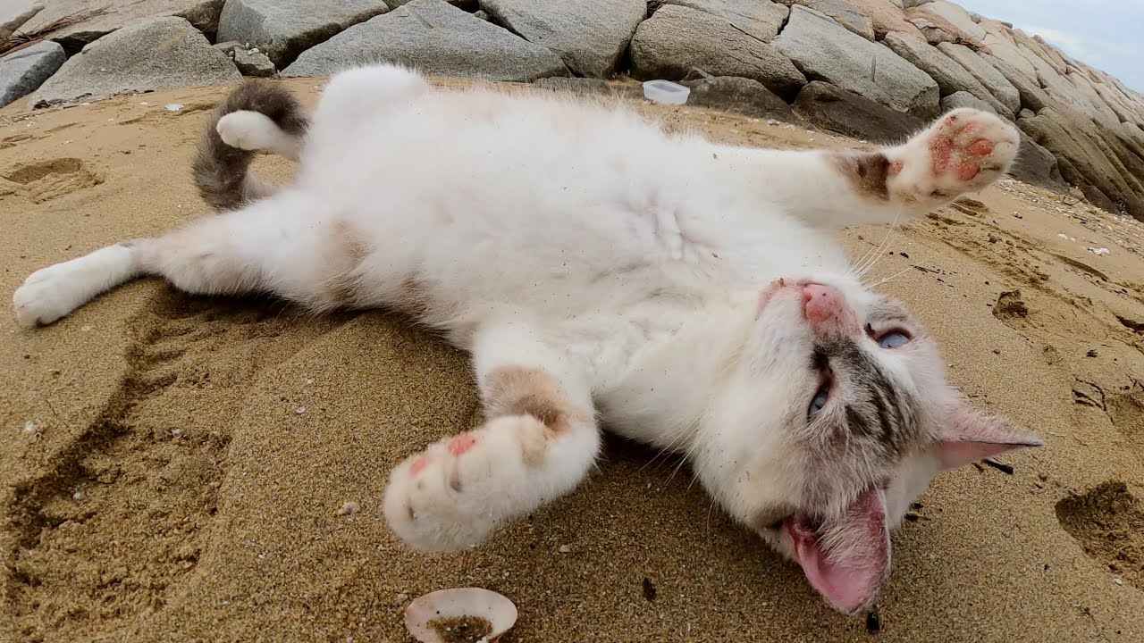 美猫のシャム猫が砂浜でゴロンゴロンと寝転がって甘えてきた