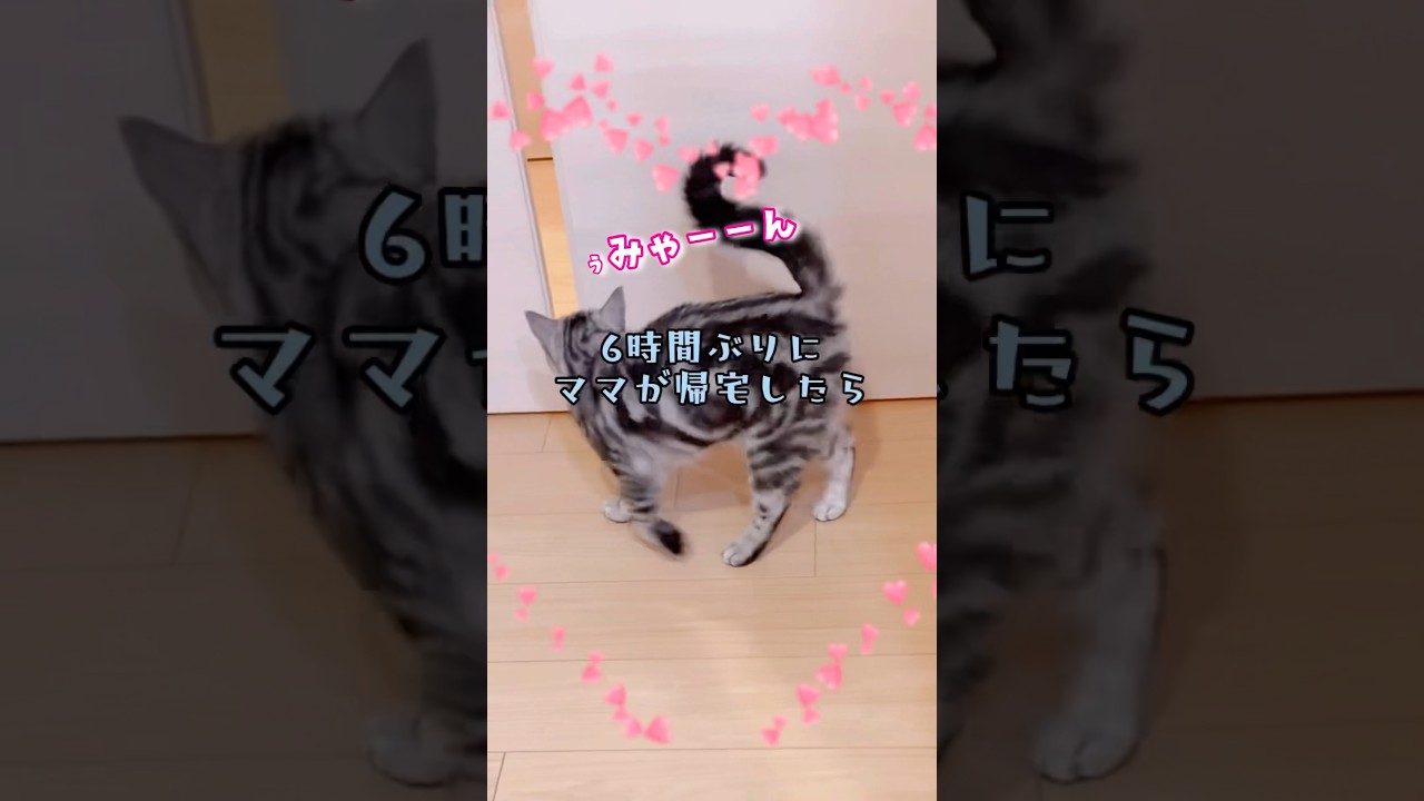 【お出迎え猫🐈🐾】こんな可愛いお出迎えは初めて🥰💕　　　#shorts #アメリカンショートヘア #お出迎え