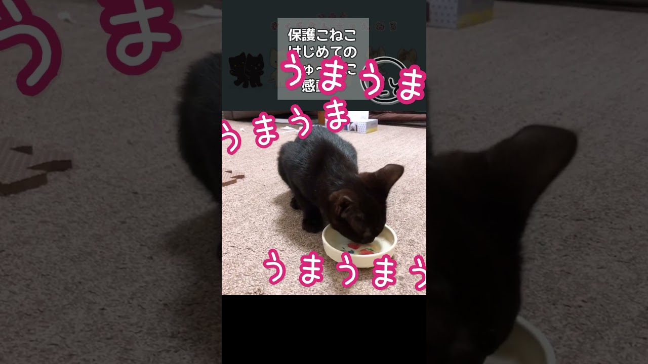「うーまいっ」うまうましゃべる子猫　生まれてはじめて食べるちゅーるの美味しさに感動する保護猫