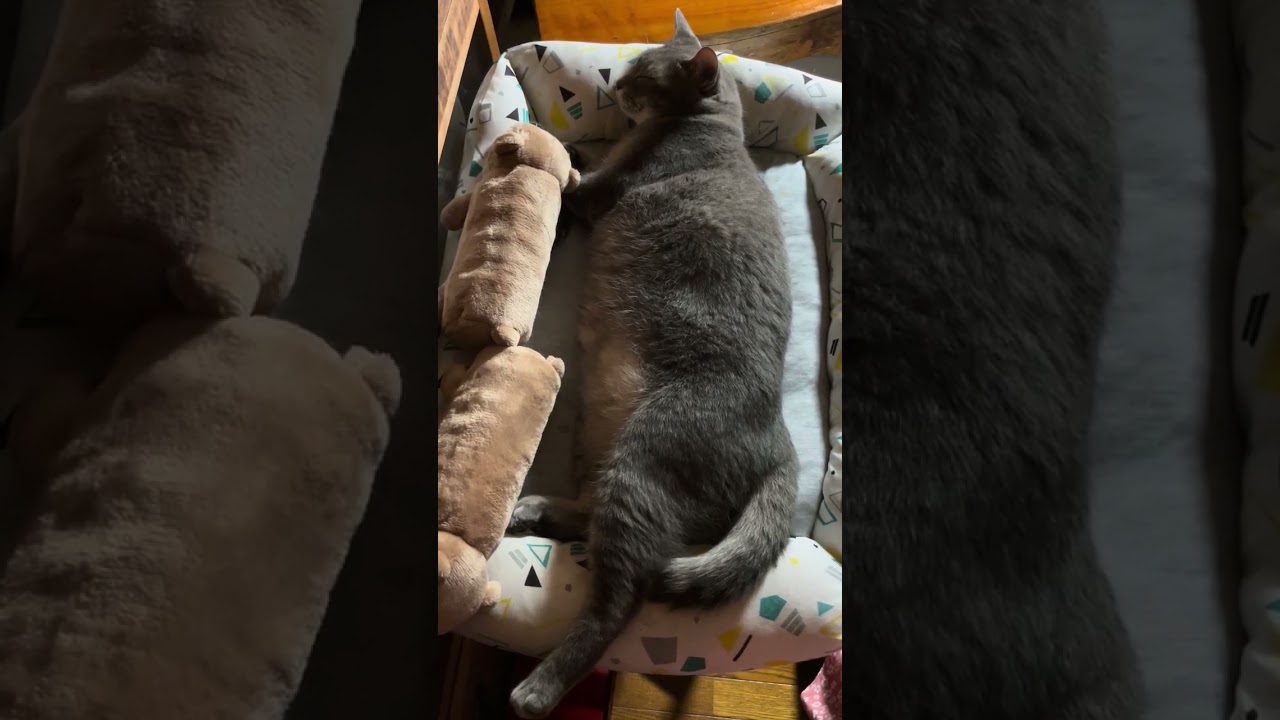 #風の猫　気持ち良さそうに眠る猫…　#shorts #さっちゃん