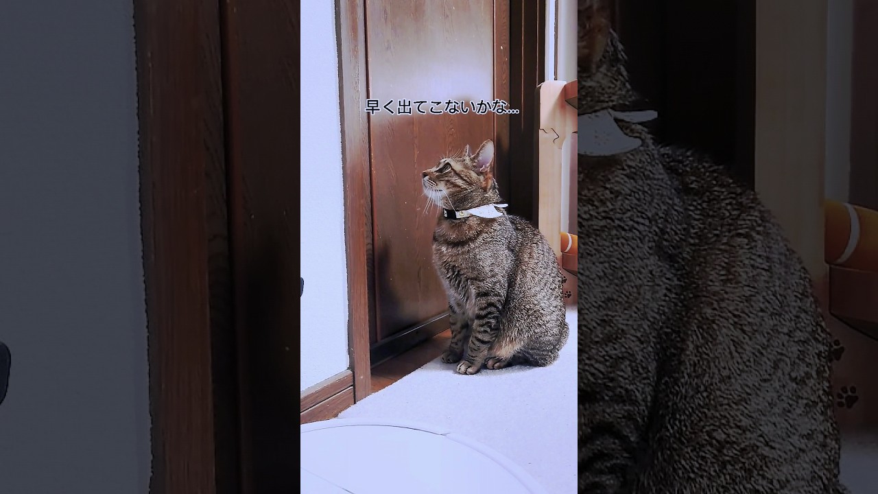 大好きな飼い主を待つキジトラ猫【#shorts 】【 #猫 】