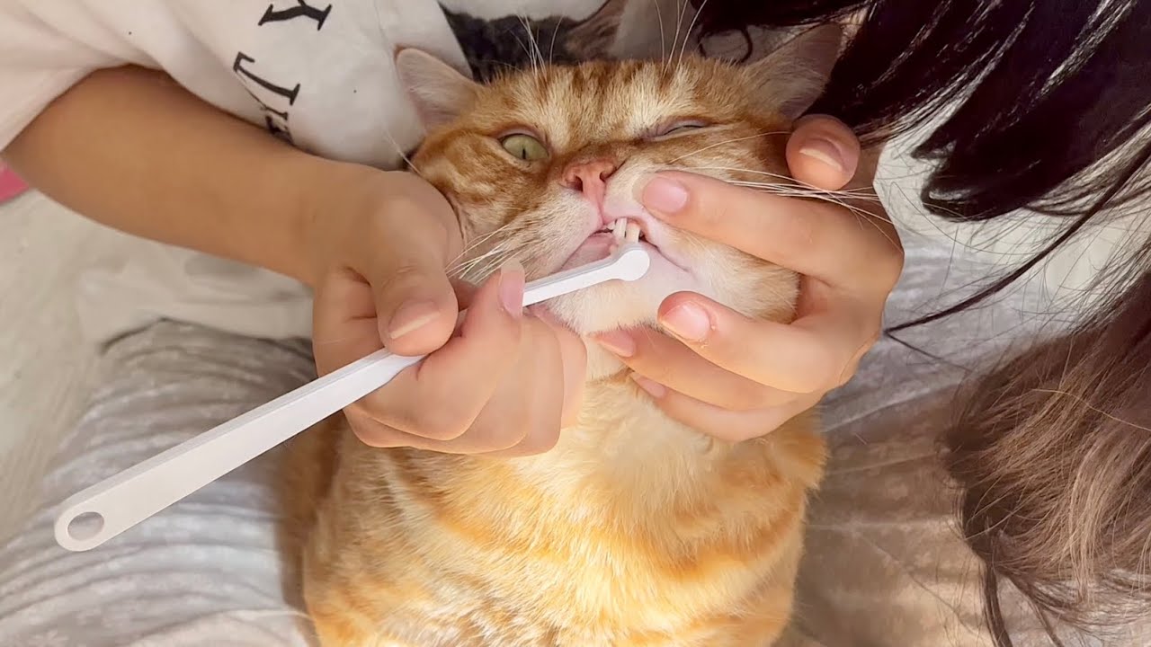 歯磨きをするぞー！ #猫 #マンチカン