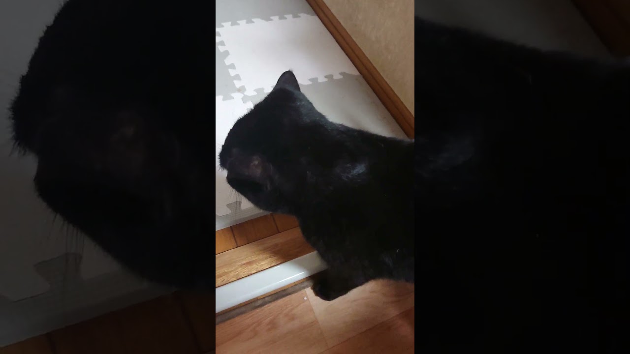 【猫】ウー君(次男)ちゃまちゃまタイム☆ 2023/09/19【ボンベイ】#shorts