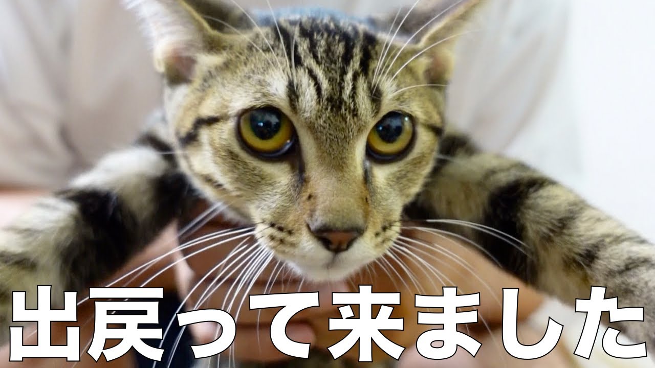 【保護子猫】出戻って来た子猫の様子がこちら。