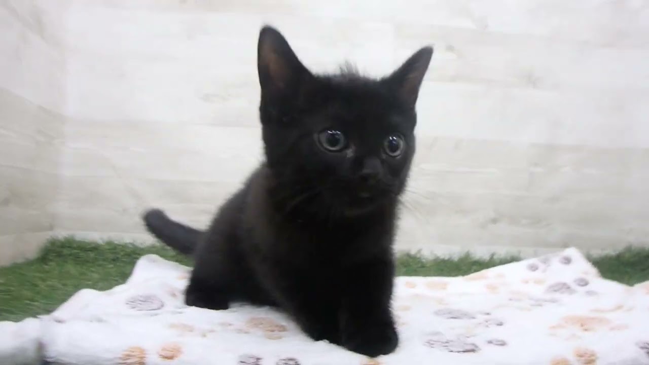 Coo&RIKU　No00650092 ボンベイ