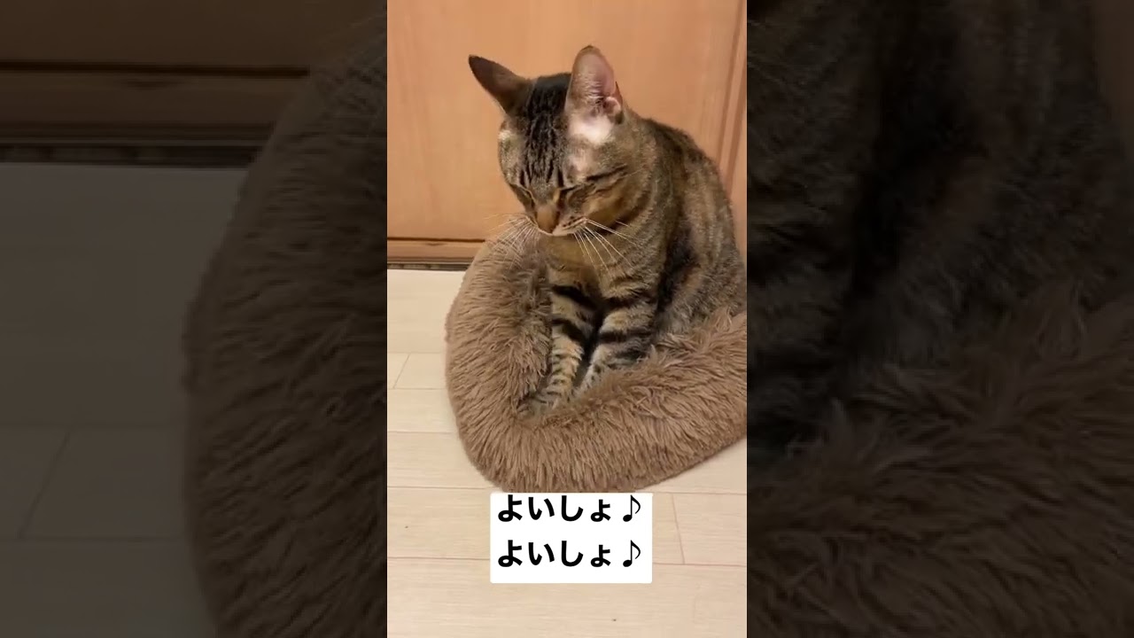 猫のふみふみ【スローふみふみ】 #shorts