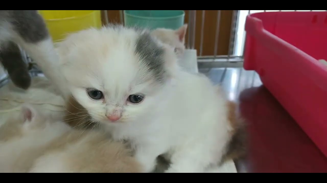 スコティッシュフォールド ロングヘアーの女の子