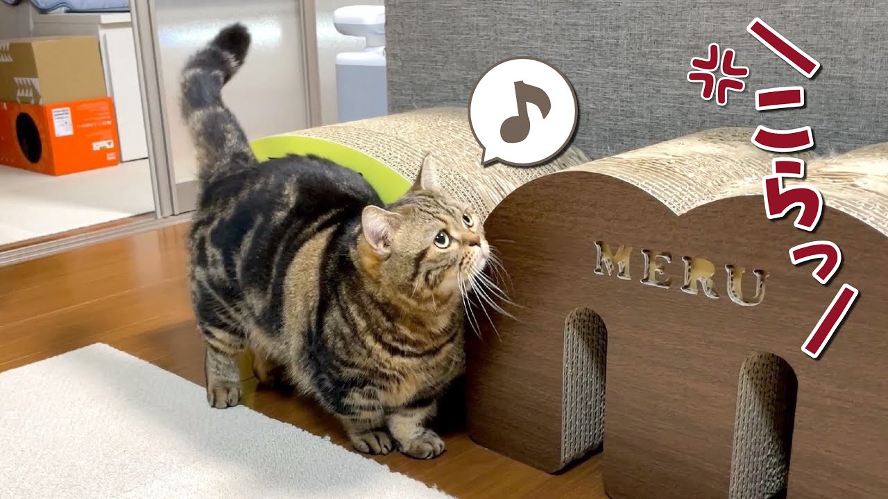 大好きなパパに怒られてるのに嬉しそうな猫が可愛すぎるw