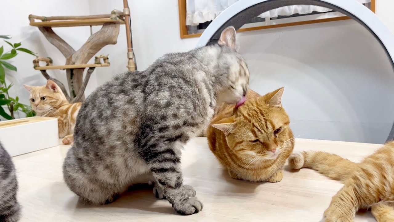 やっぱりちゃびくんには甘いポッポママ #猫 #マンチカン