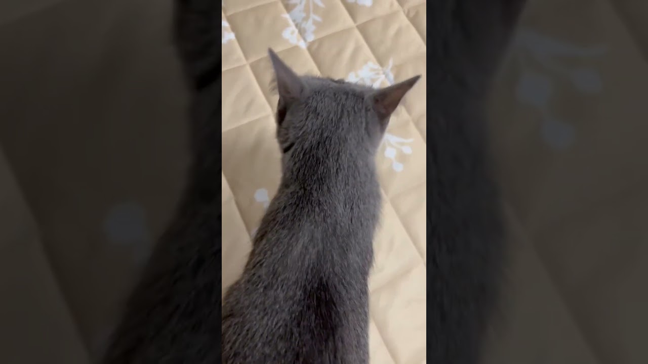 ごは〜ん早く😾そらちゃん（ロシアンブルー）#shorts