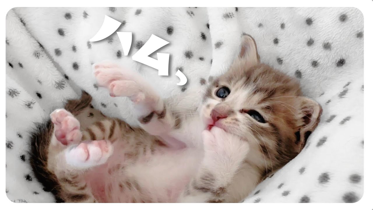 【子猫のミルボラ】ミルクよりも手がスキすぎて15分経ってもそのままなので哺乳瓶に切り替えました【保護猫生活10日目】