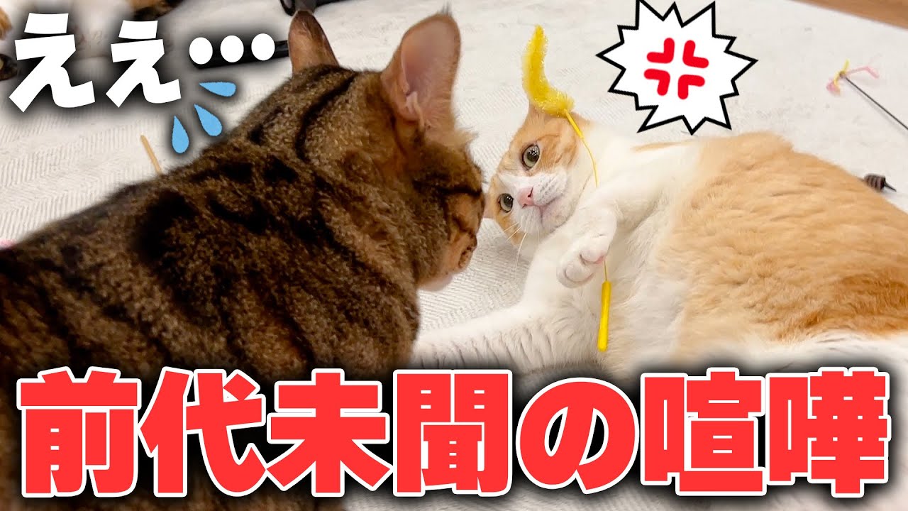 猫たちの喧嘩中に前代未聞の謎の現象が起こりました…