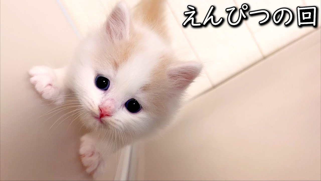 【マンチカンの子猫】病み上がりのテンションがおかしいエンピツの件 ∼猫のいる生活Vol.803~ 出産動画 マンチカン短足・ミヌエット・ペルシャ猫専門ブリーダー『ペット蔵人』【子猫の成長記録】