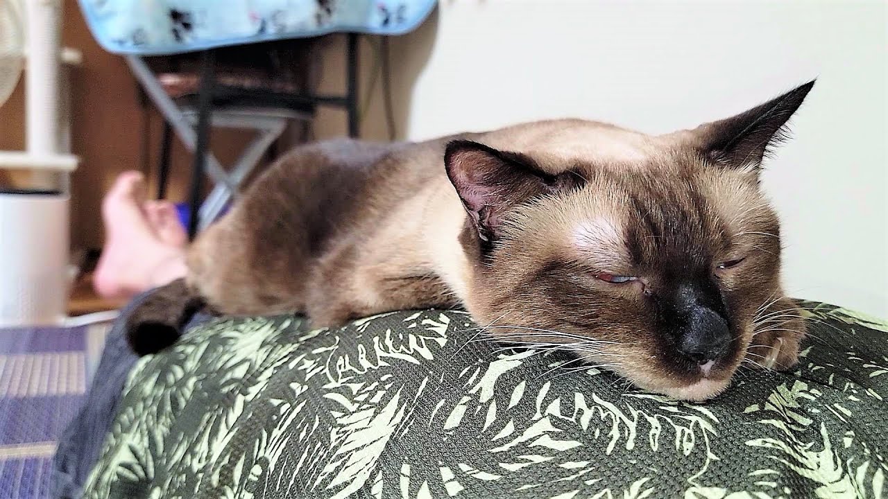 腹の上で鼾をかいて寝てたシャム猫に下りてと頼んだら激怒されたが下りてくれた😂