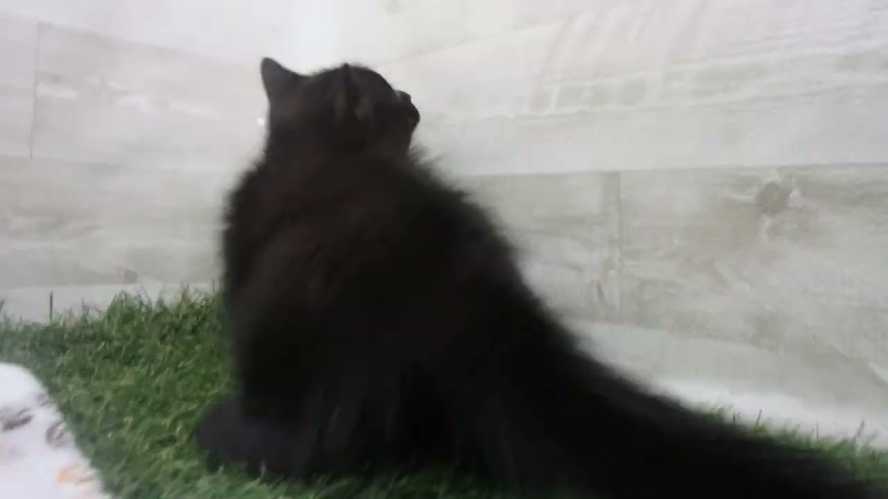 Coo&RIKU　No00650088 ボンベイ