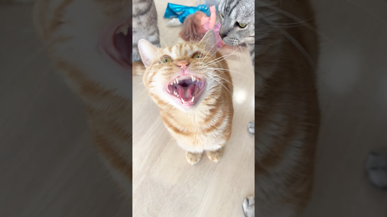 部屋の中に虫が1匹迷い込むと猫たちはこうなります #猫の鳴き声 #マンチカン #shorts