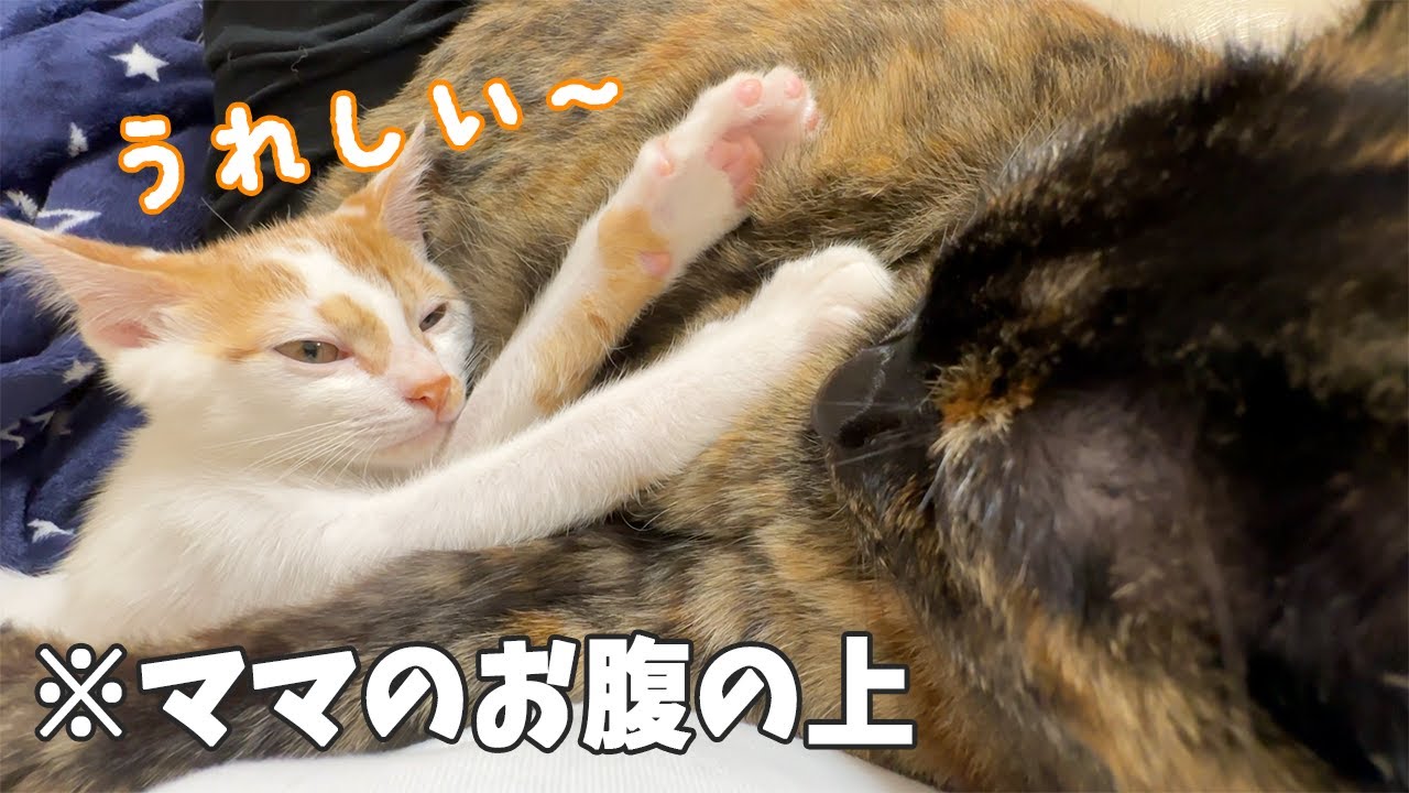 猫たちがママに甘えてきて幸せの極みです！