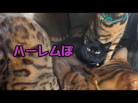 移動中の車内でハーレムを作り出す黒猫さんの