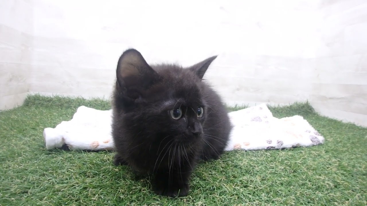 Coo&RIKU　No00650086 ボンベイ