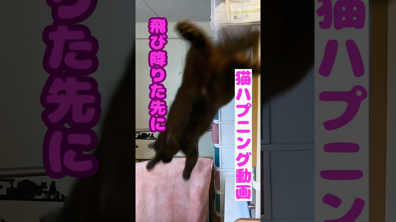 どんくさいイケメン黒猫のハプニング動画飛び降りた先になんと・・・