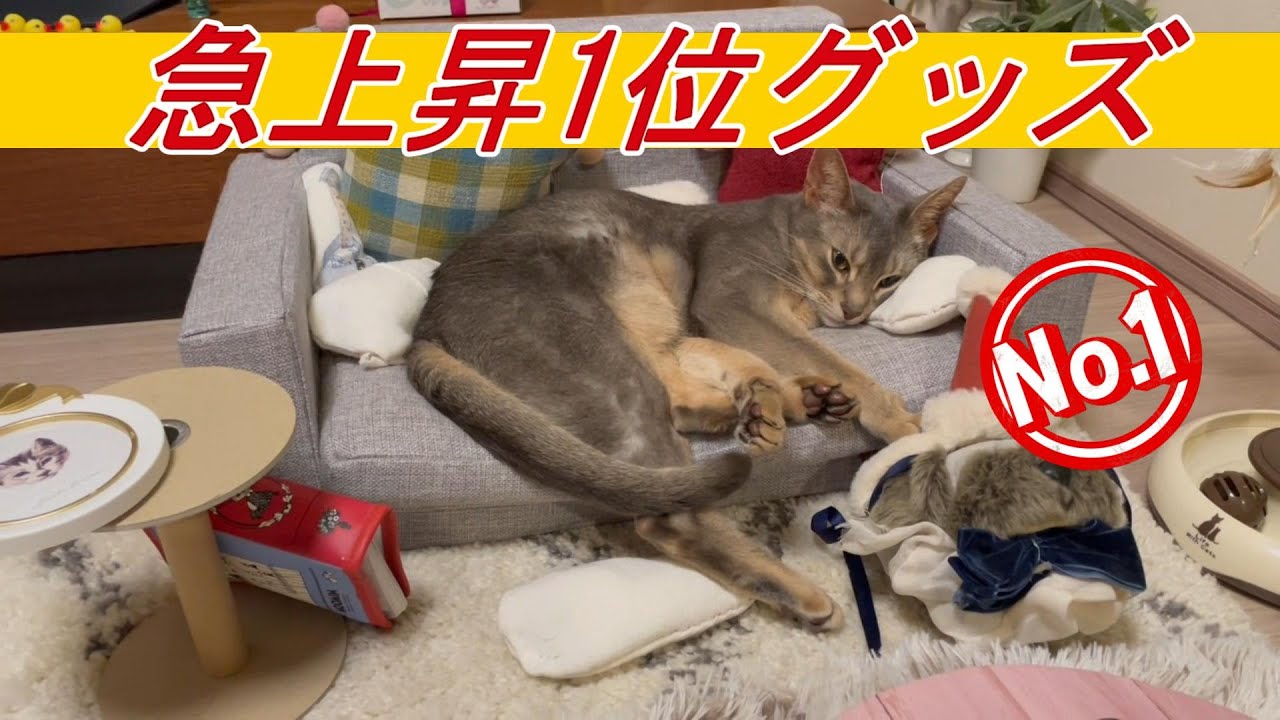 猫グッズ使用頻度1位とは♡？？