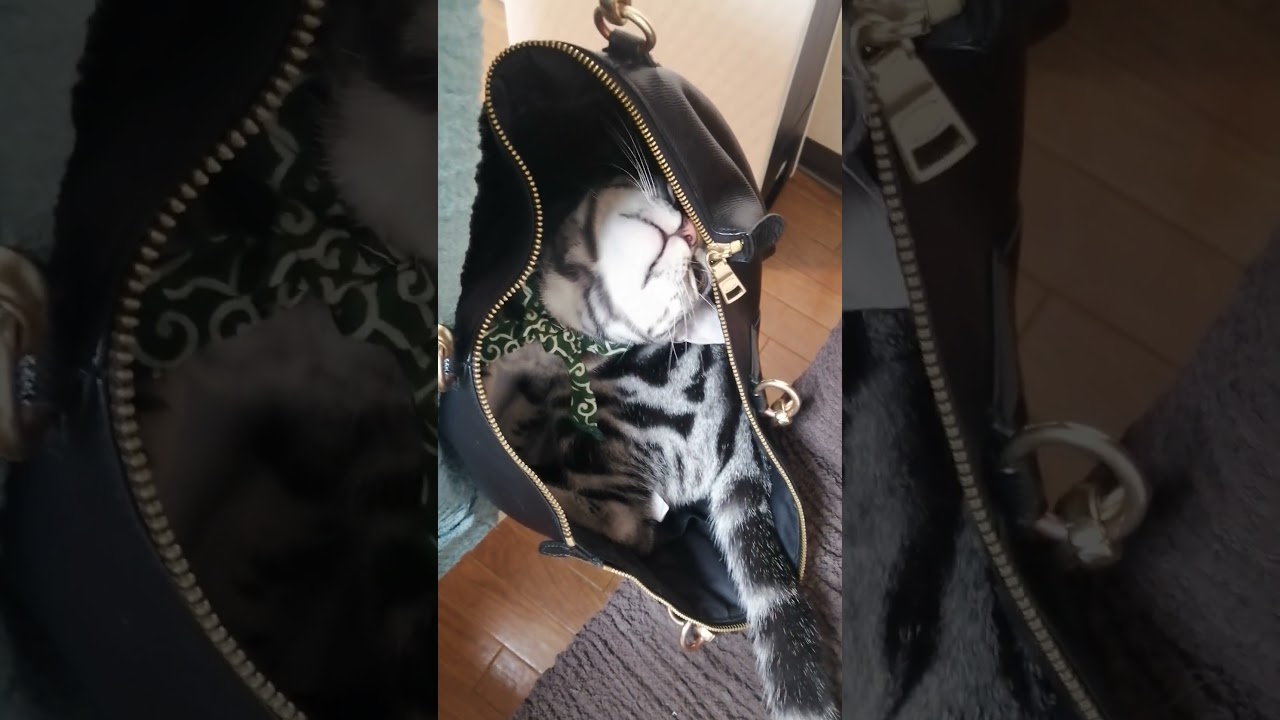 子供と添い寝する猫のアメリカンショートヘア