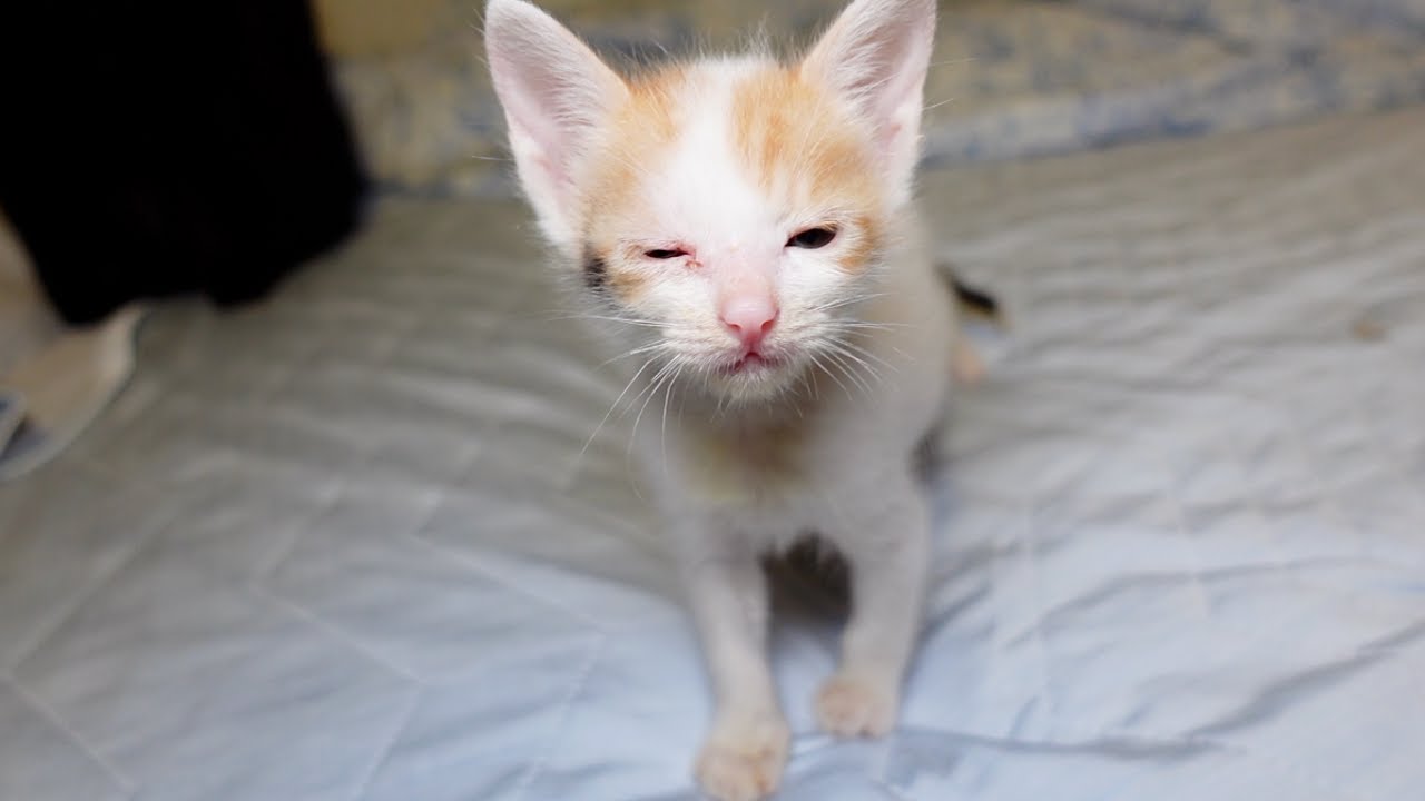 目の様子がおかしい子猫を病院へ連れていったら…