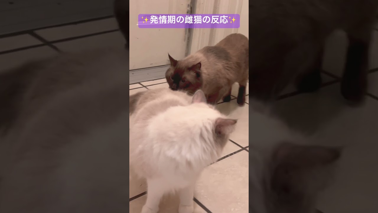 発情期の雌猫は相手を選ぶのか？雌ラグドールと幼馴染みの雄ラグドールを一緒にしてみたら...🫢🫣  #cat #猫発情期 #猫 #catshorts