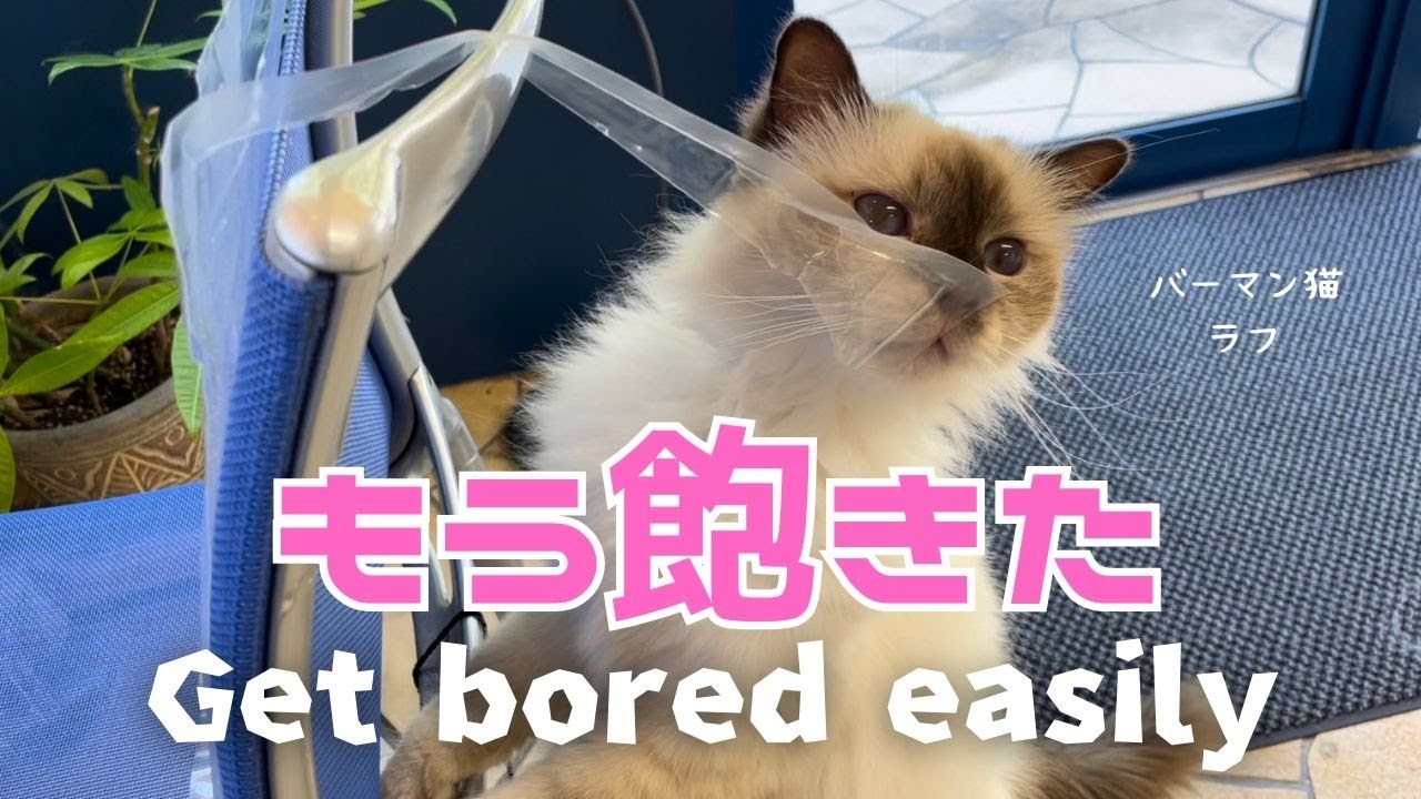 バーマン猫ラフ【もう飽きた】Get bored easily（バーマン猫）Birman/Cat