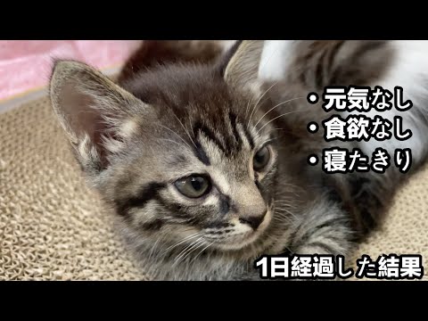 母猫から襲われた子猫が元気がない状態で一日が経過しました