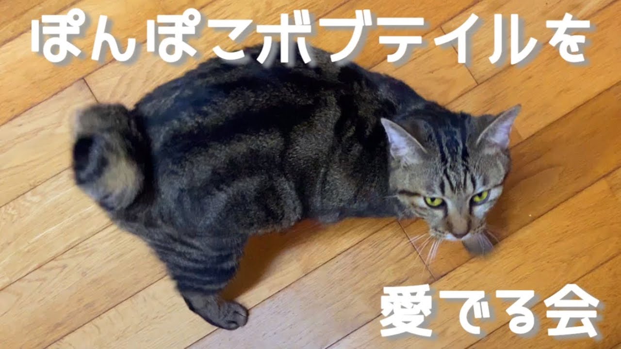 ボブテイルがたまらなく好きなのです！