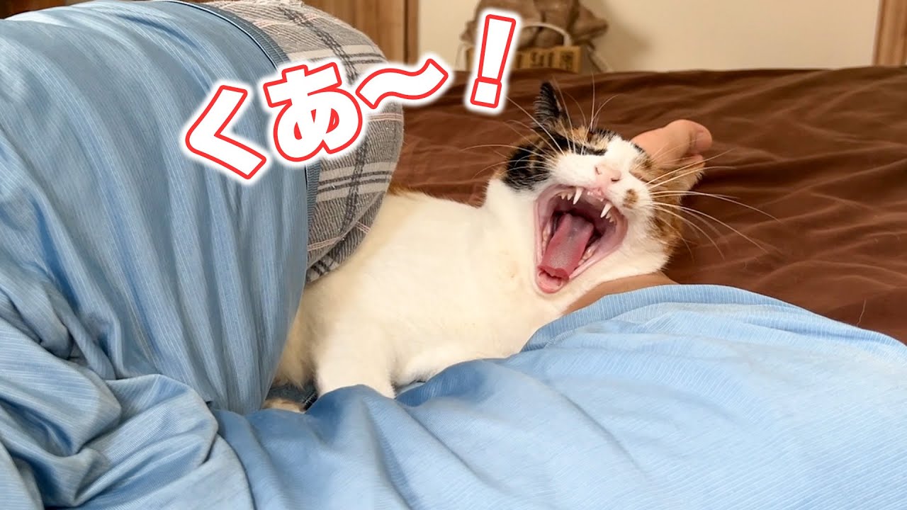 朝起きたら猫が足の間に挟まっていました
