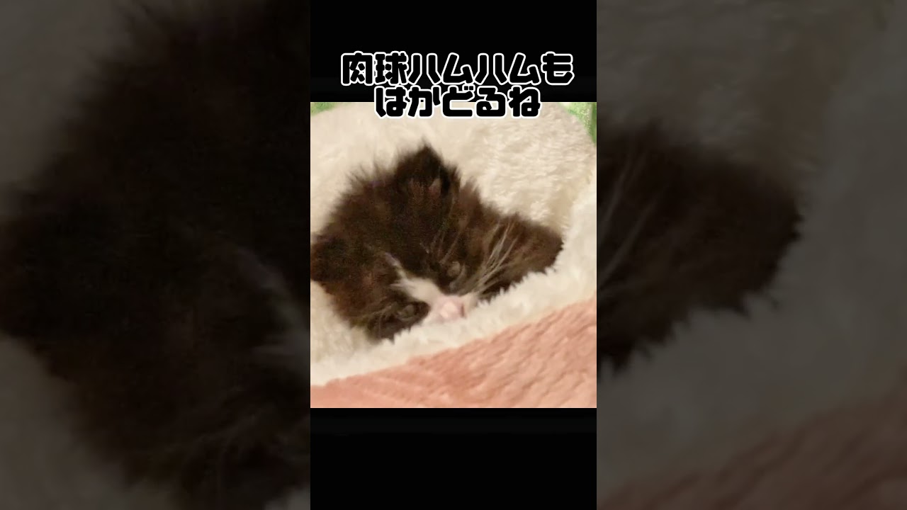 ジャストフィットのベッドがすごく気に入っちゃった子猫 #shorts