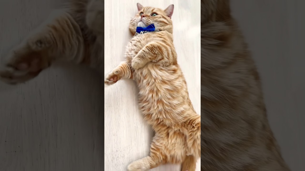 変身！ #猫 #マンチカン #shorts