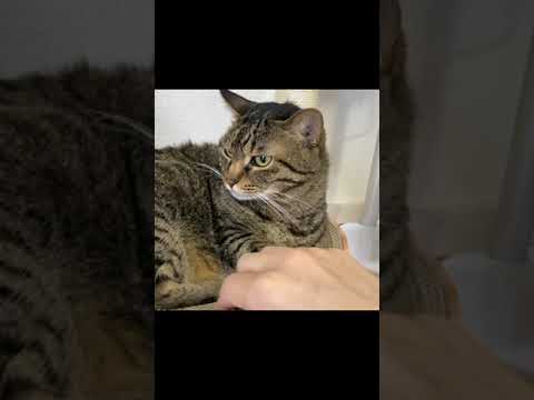 凶暴猫を振り向かせた結果...