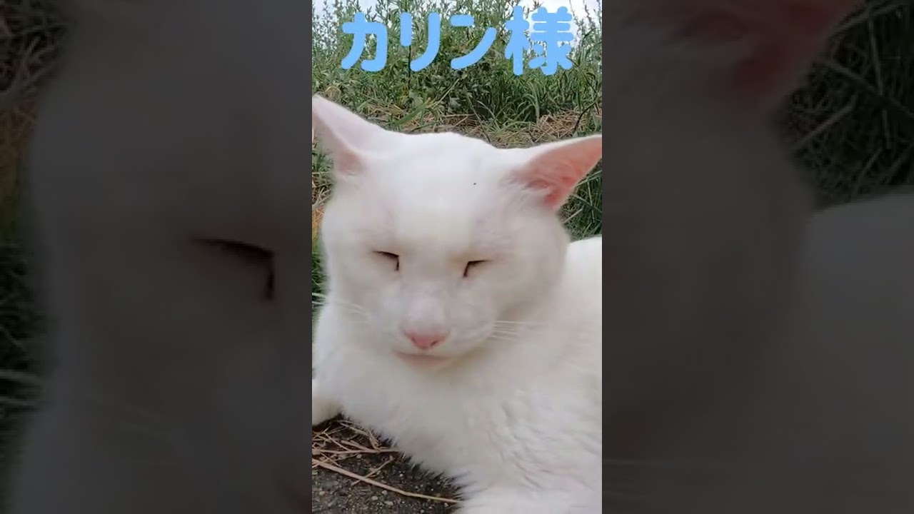 港のボス猫カリン様がブラッシングに唸り出す Ferocious cat #shorts