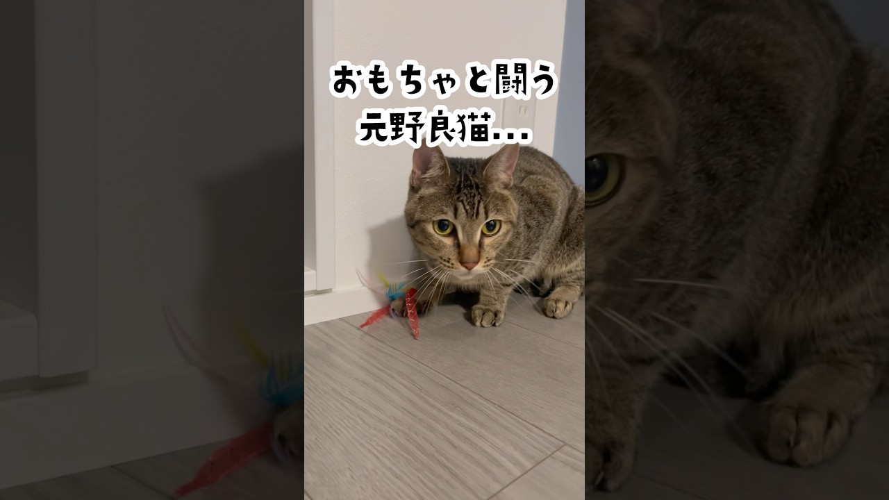 おもちゃで遊ぶ猫がどんくさすぎた。 #shorts #保護猫 #cat #猫のいる暮らし #鳴き声 #野良猫 #セリア