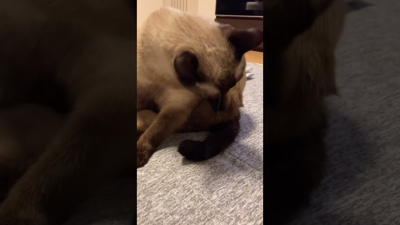 毛繕い中のぽっちゃりシャム猫